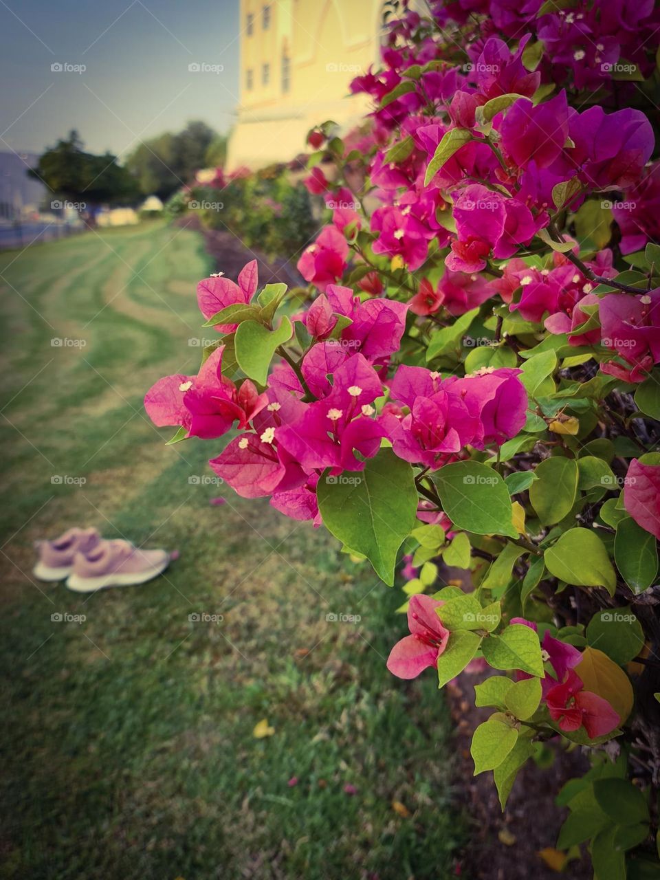 Morning steps are Pleasant