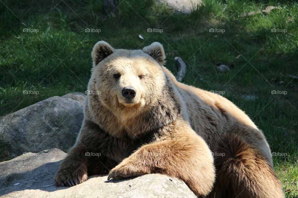 brown bear in sweden