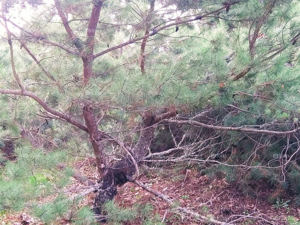 detail of western yew
