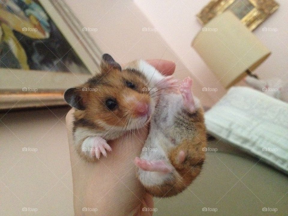 My cute hamster 