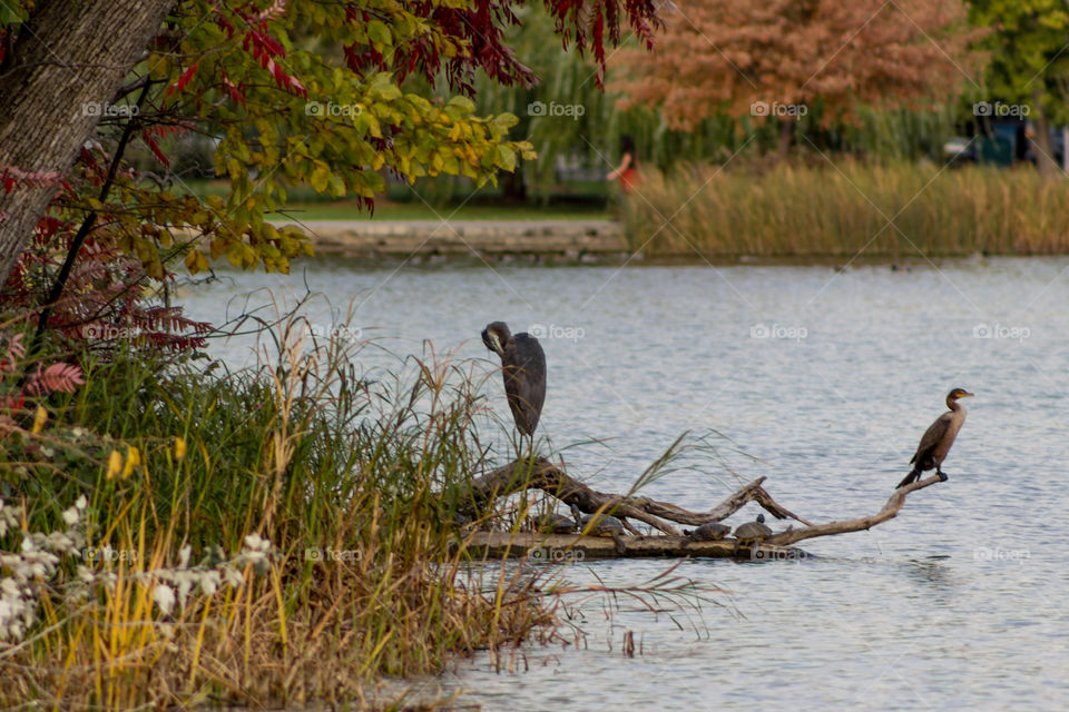 The Heron, the cormorant, and some turtles