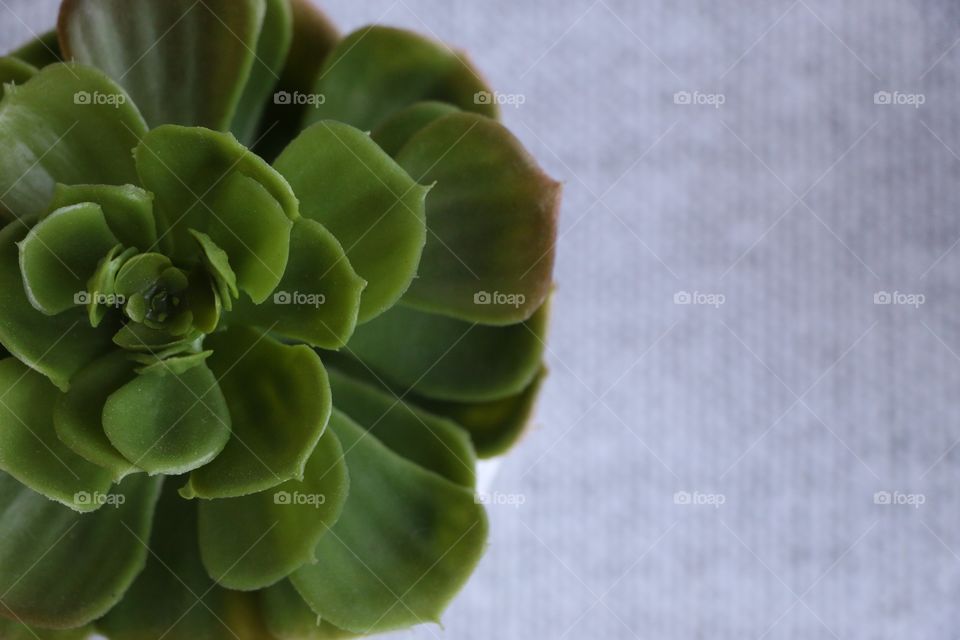 Directly above view of succulent plant