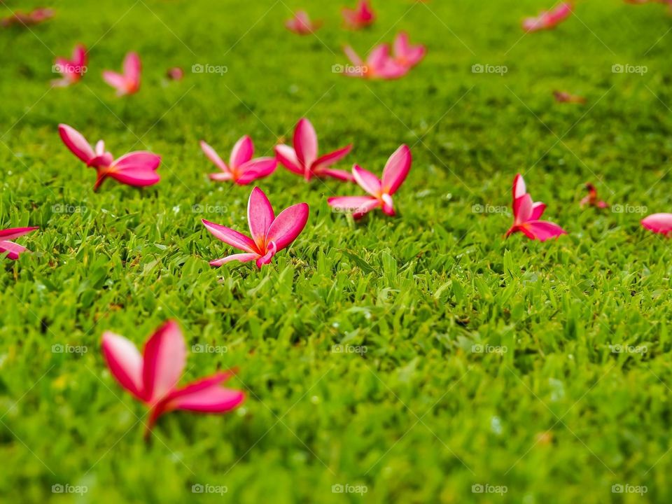 Pink flowers fall on grass field 