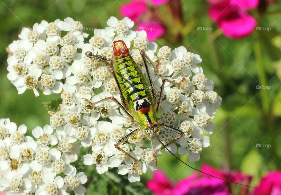 A grasshopper on a flower head