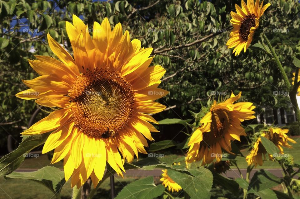Close-up of sunflowers
