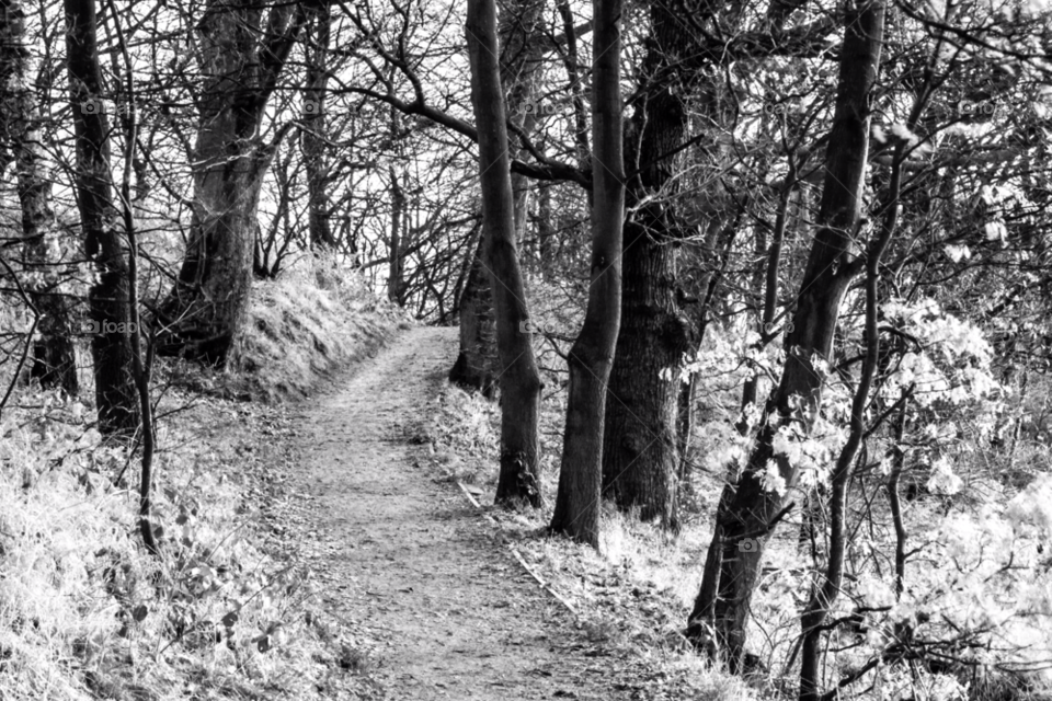 winter nature outdoors trees by gregmanchester