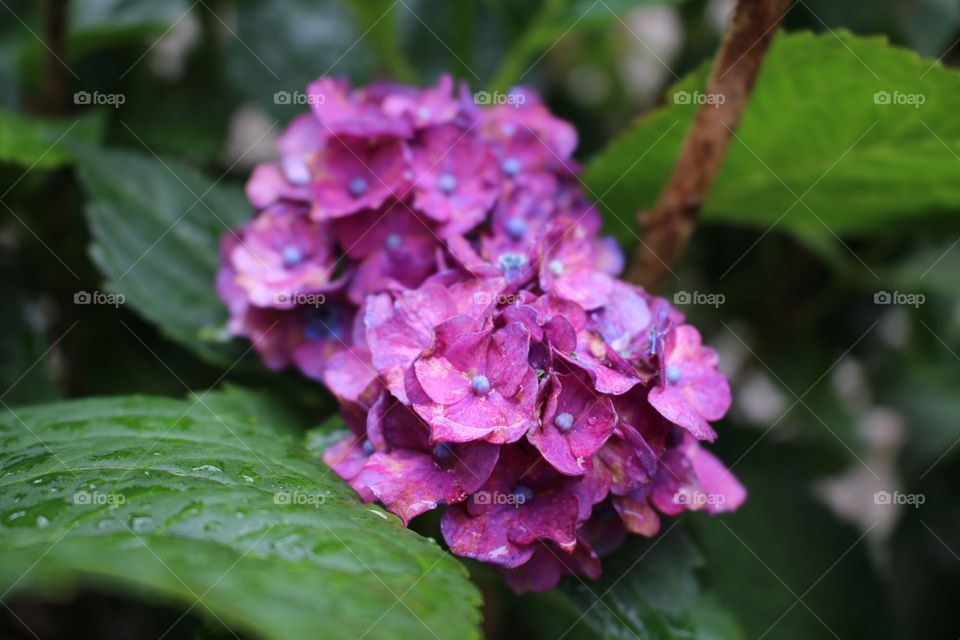 Violet Hydrangeas