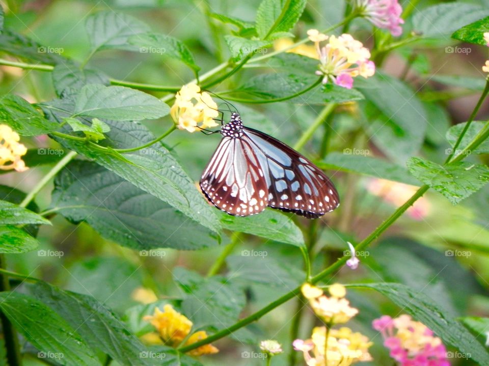 Spring scene with flowers and a butterfly 