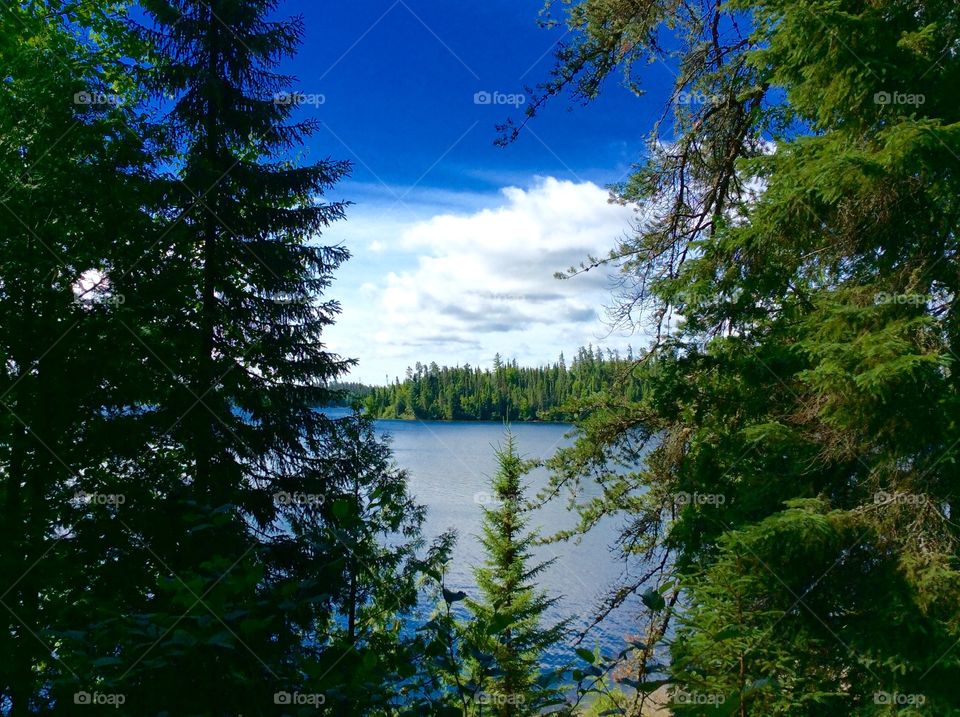 Lake view from Forest 