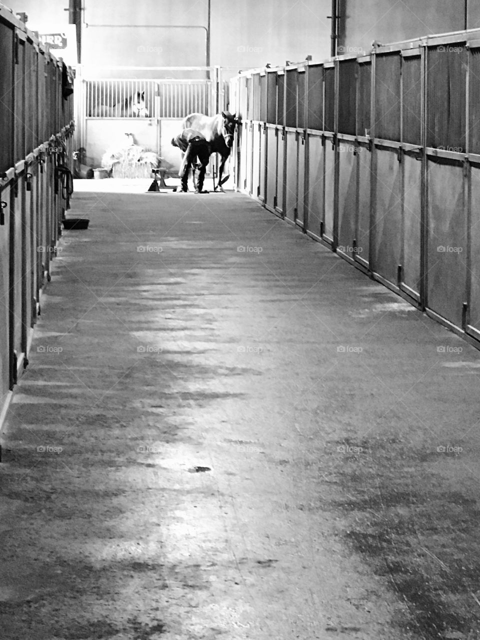 Horse cleaning  and grooming in preparation for a show.