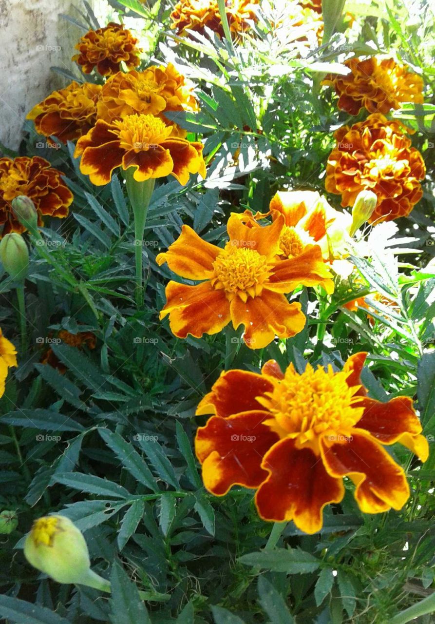 Marigolds