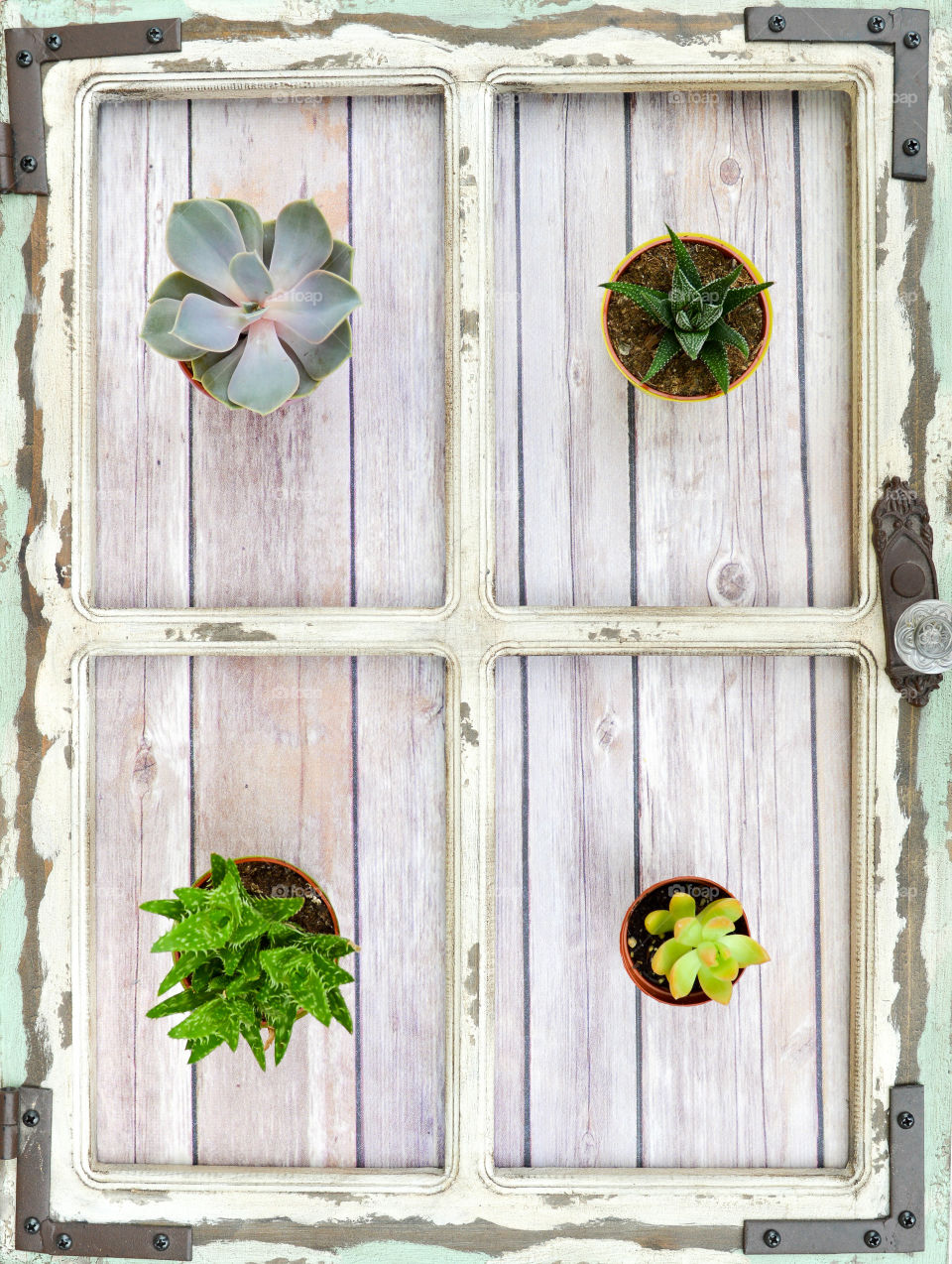 Top view of an assortment of small potted cacti in a rustic frame