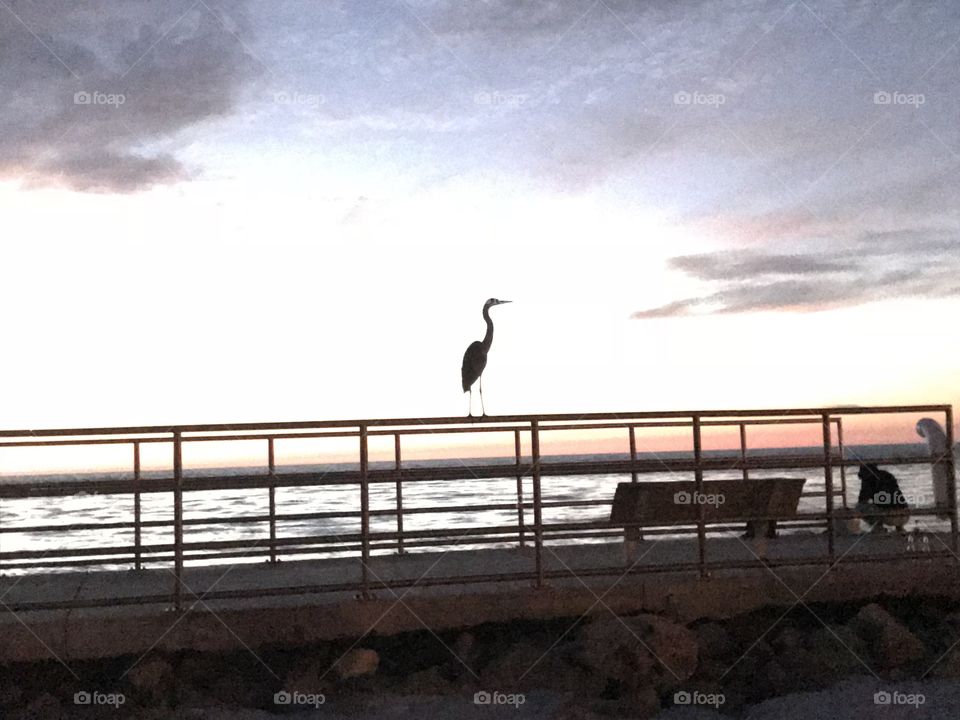 Bird at fishing pier at night 