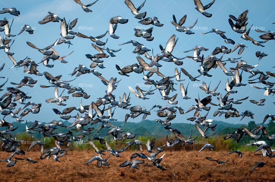 The rock pigeons are quite ecstatic about the harvest of the barley field! Raleigh, North Carolina. 