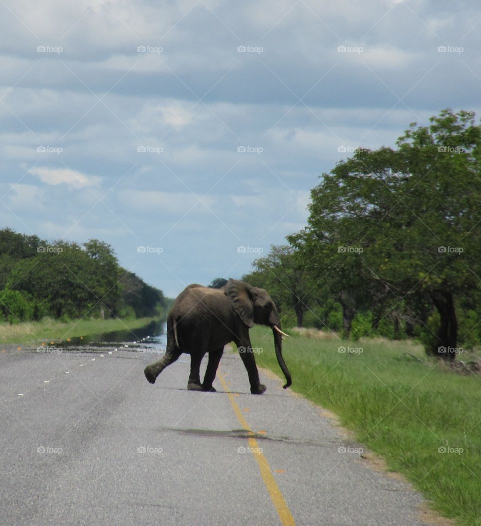 Little Elephant going home