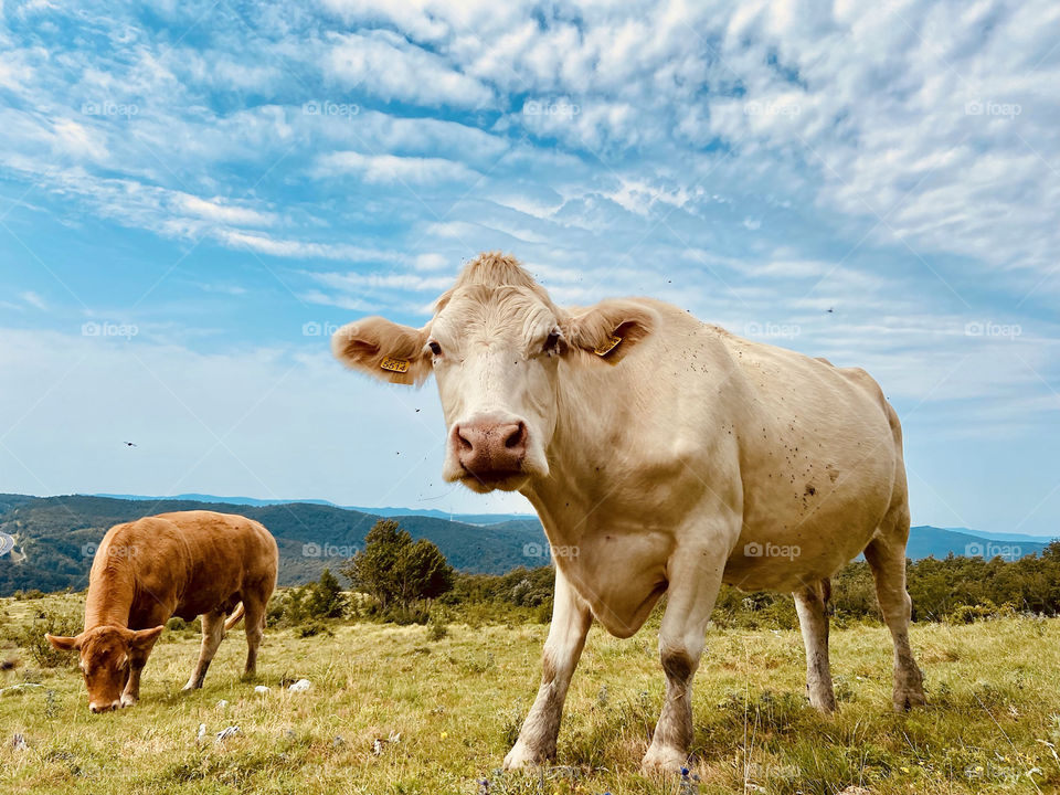 Scenic view of the yellow autumn hills and fields with grazing cows close up against blue sky.