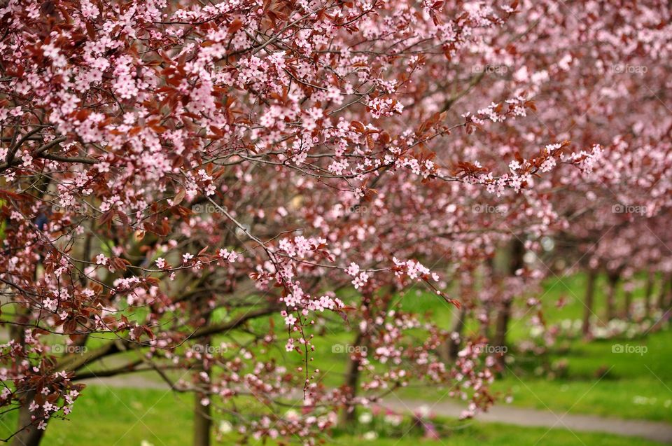 Cherry, Tree, Flower, Season, Branch