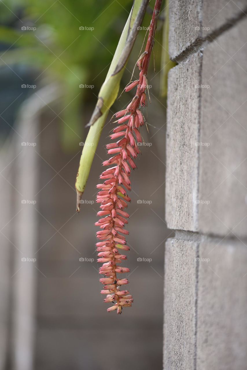 Flower hanging next to wall.