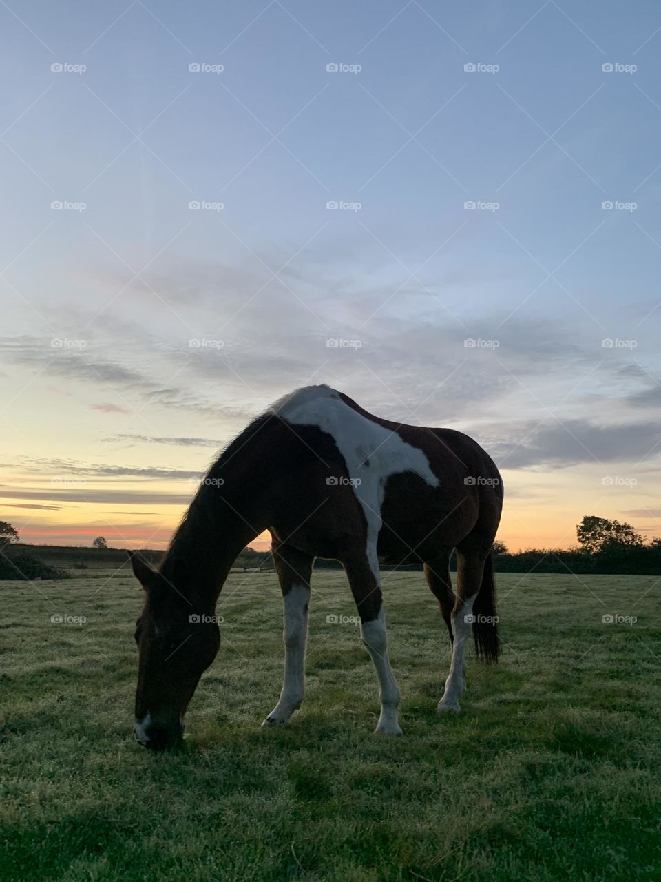 Horse in the sunset 