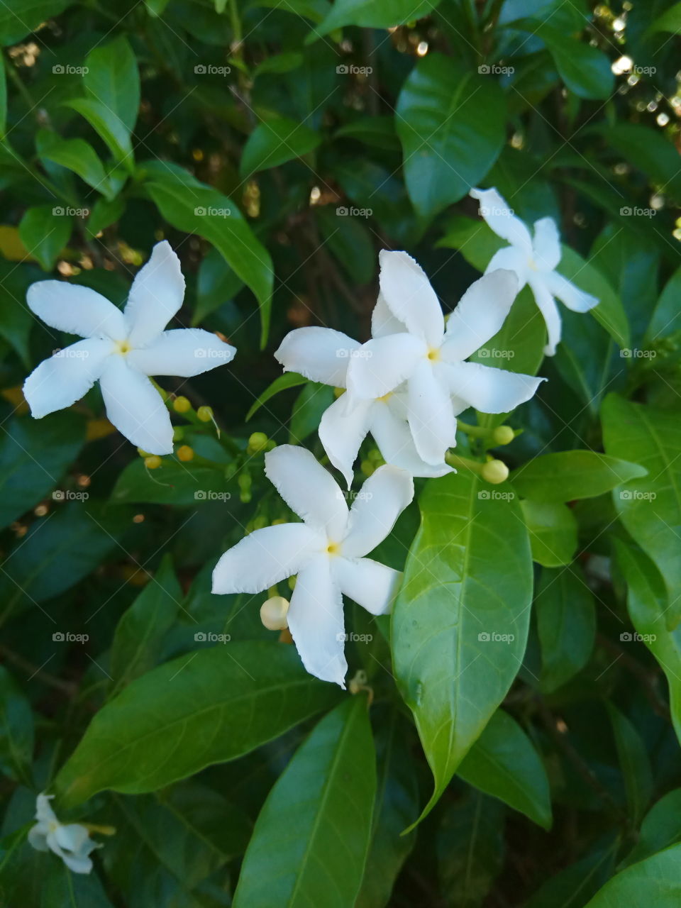 beauty flower