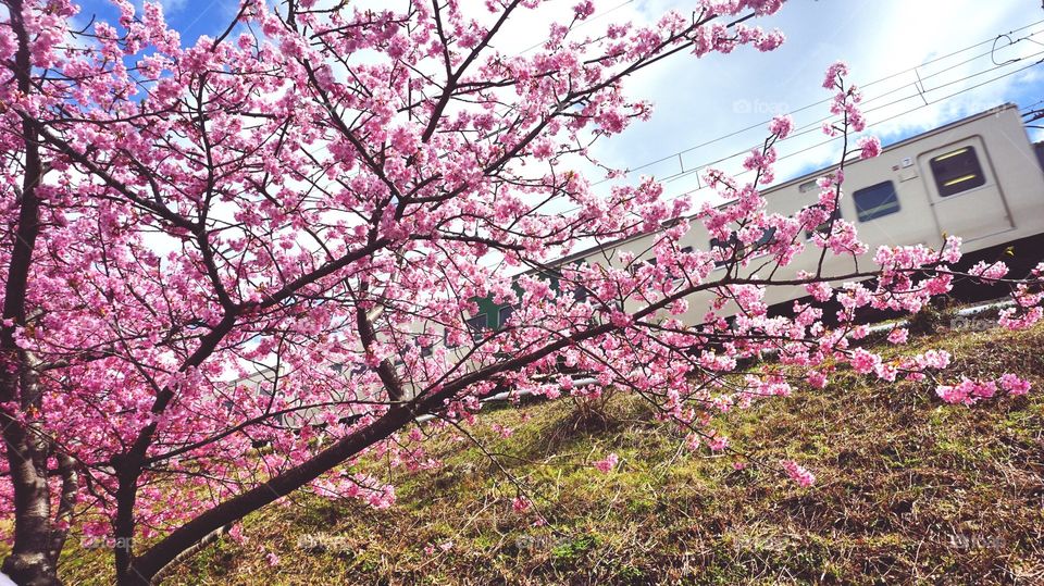 sakura flower blossom