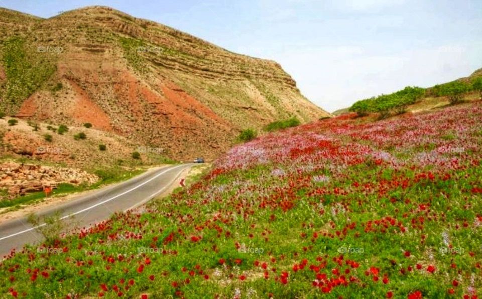 Near to lovers dreamy road, the earth has put on her red skirt and is proud of her red anemone flowers .