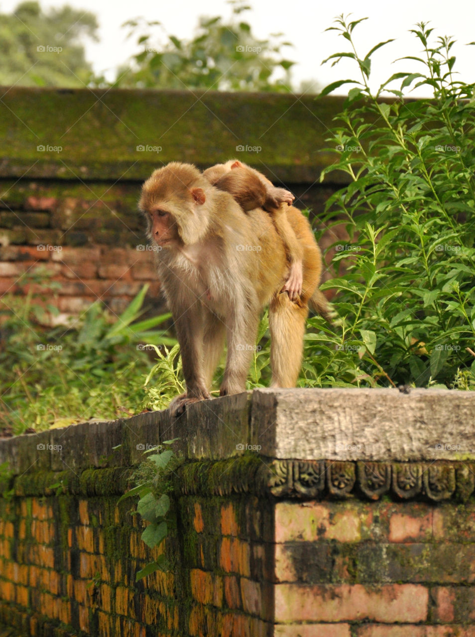 Mammal, Monkey, Animal, Nature, Grass