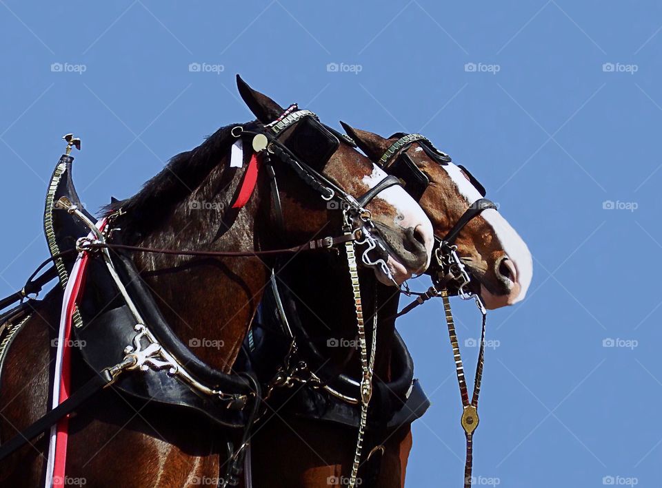 A beautiful headshot of two Clydesdale Horses decorated for an exhibition.