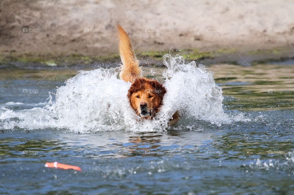 golden retriever jumping in the water