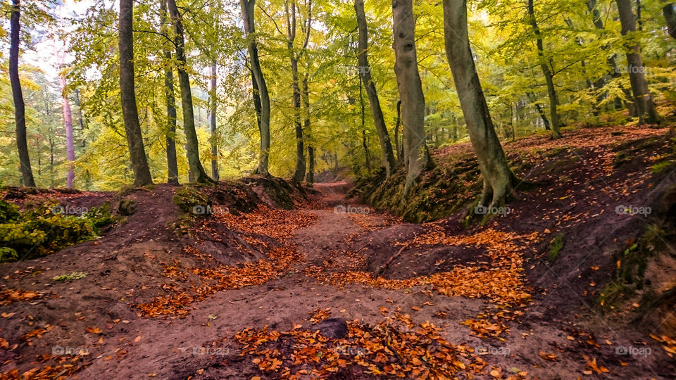 Wood, Fall, Leaf, Tree, Nature