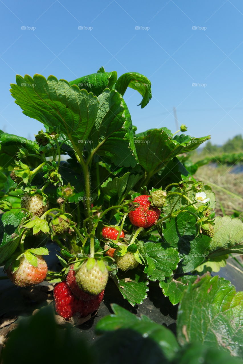 Very delicious strawberry for nature mother