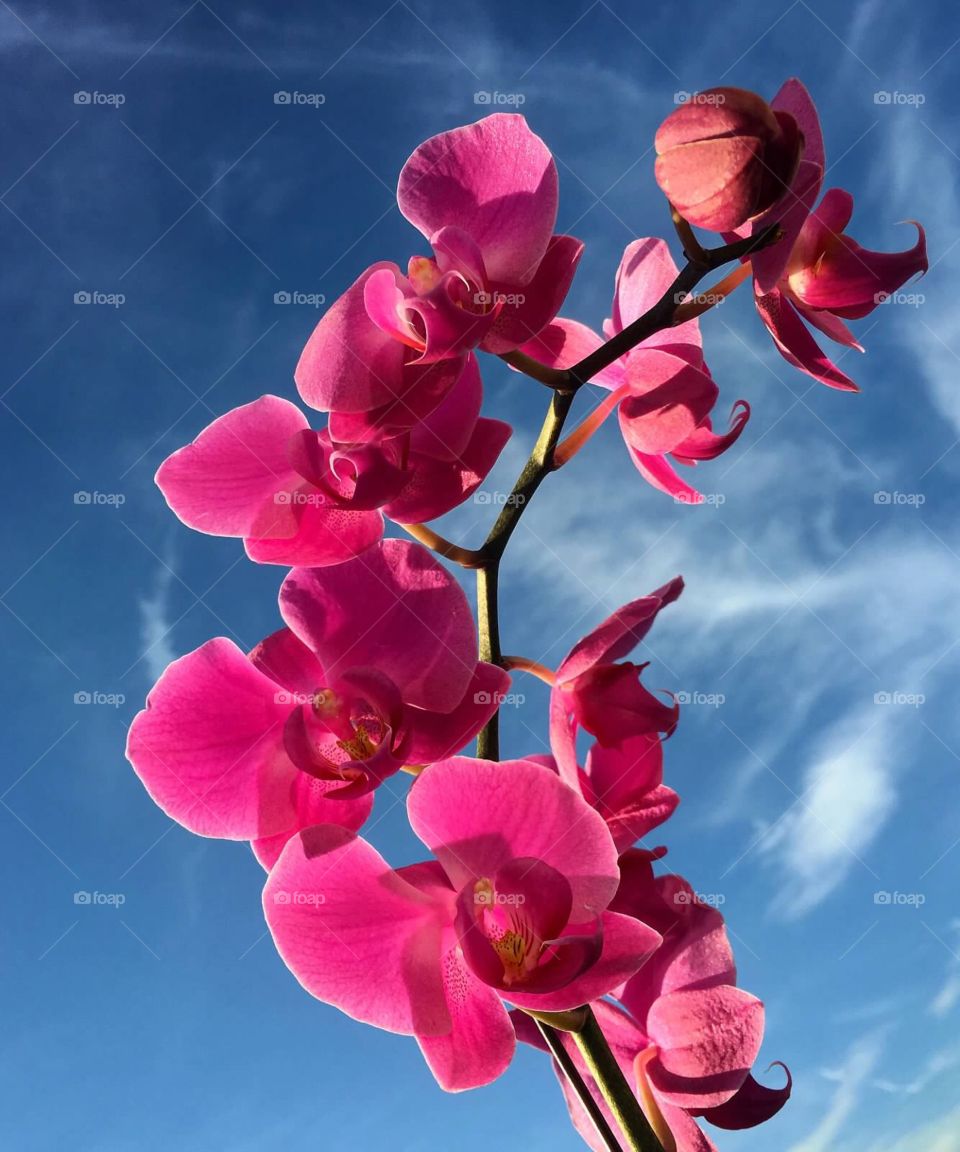 Orchid and the sky 