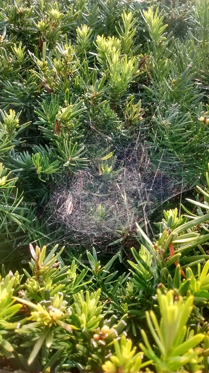 Wild webs