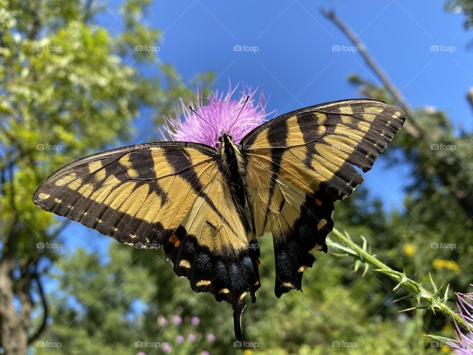 Butterfly, close up 