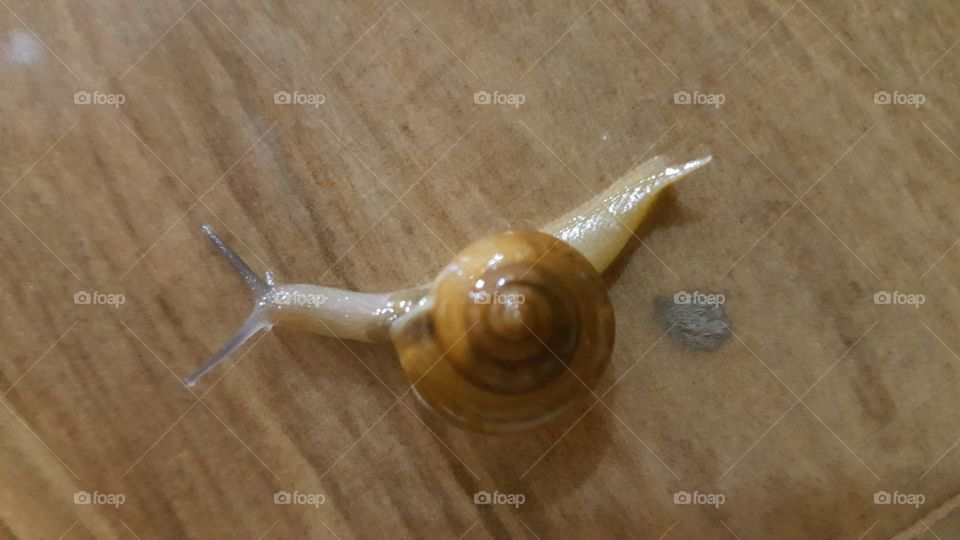 snail