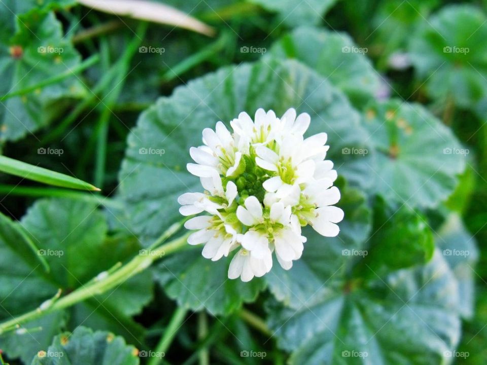 Flowers