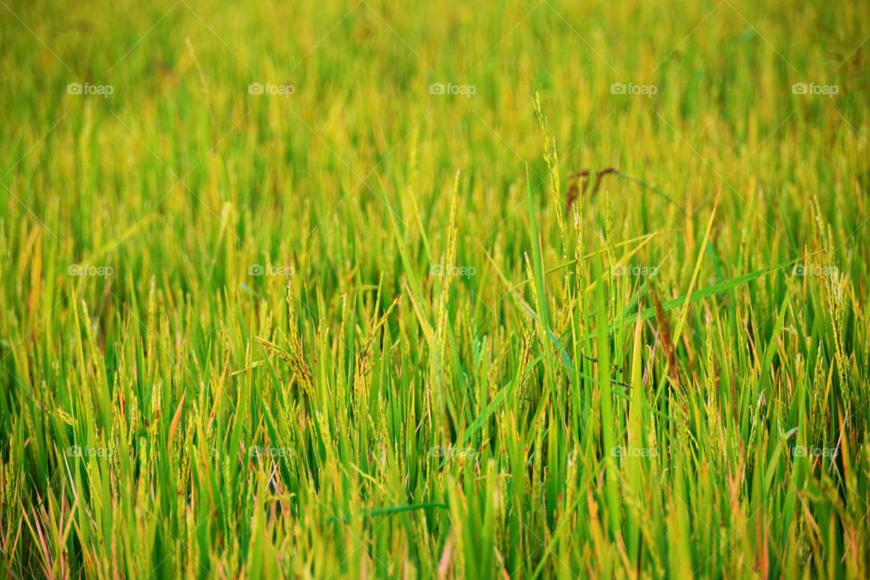 Scenic view of rice field