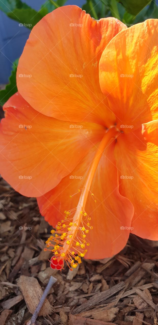 orange hibiscus close up