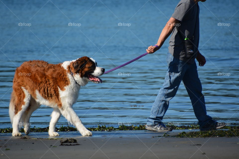 St Bernard taking a walk on the beach