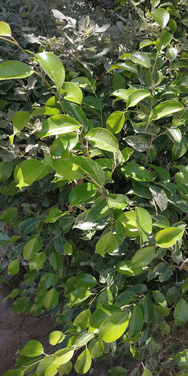 Decorative trees from my garden