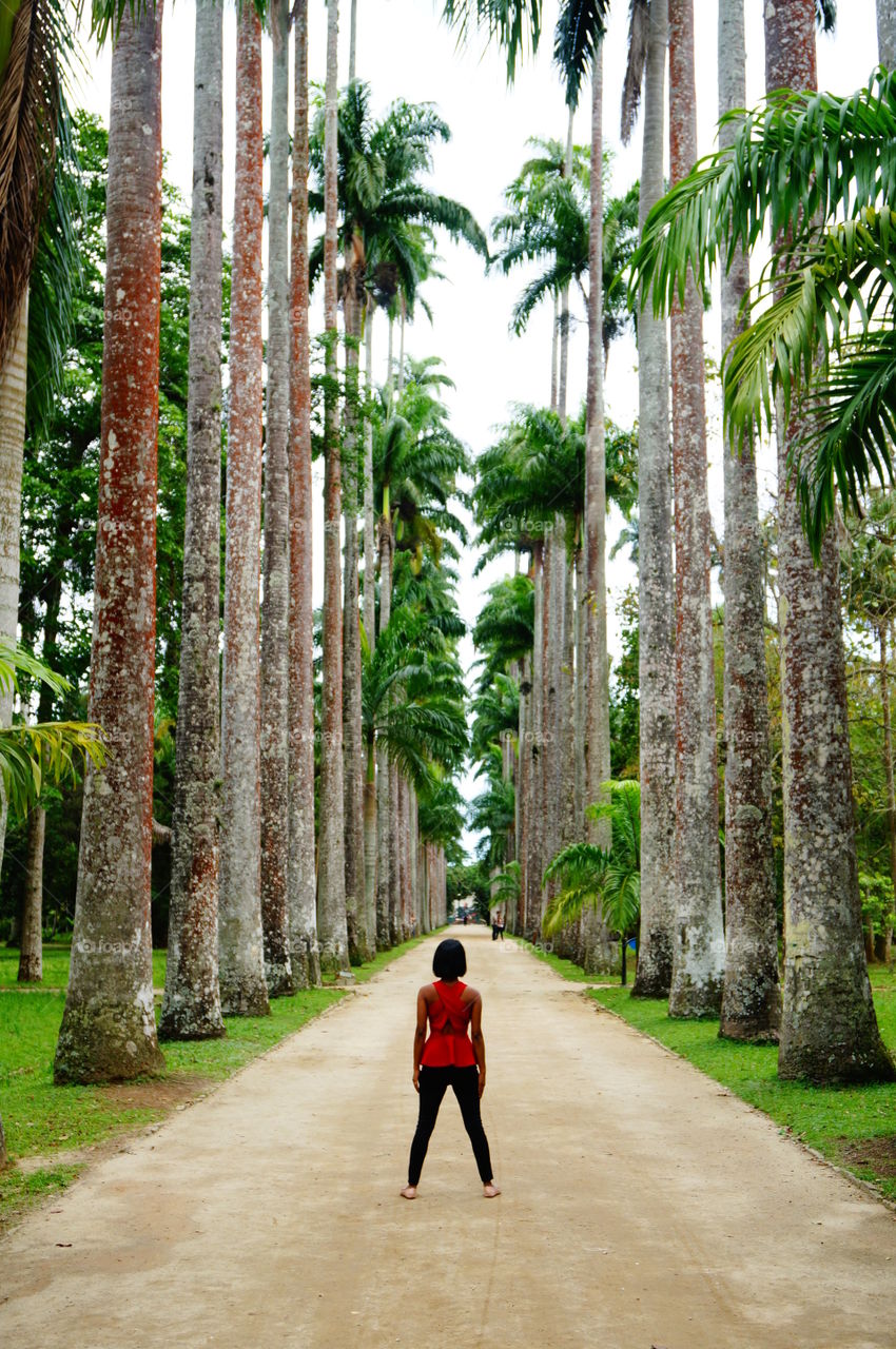 Tall trees in botanical garden