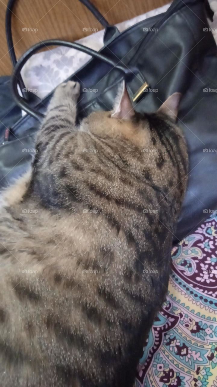 кот и сумка