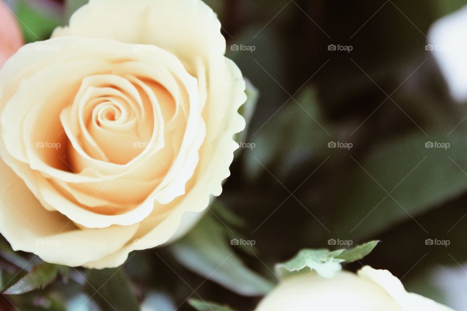 Rose close up 