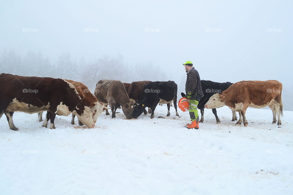 Farmer with his cattle