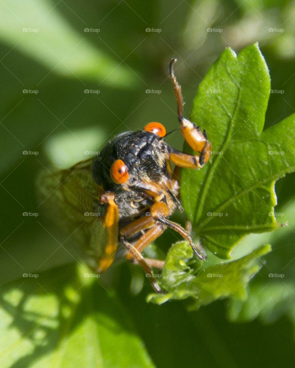 Macro of a periodical cicada