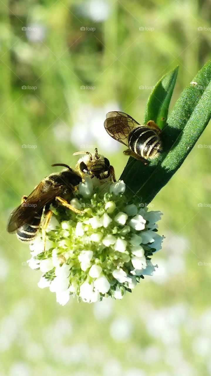 bees at work