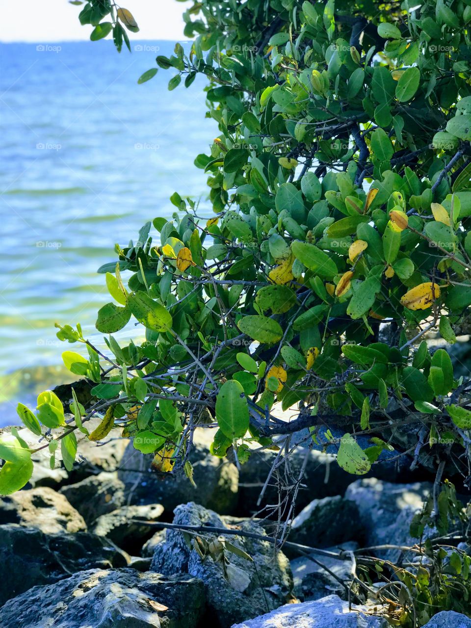 Plants by the blue waters 