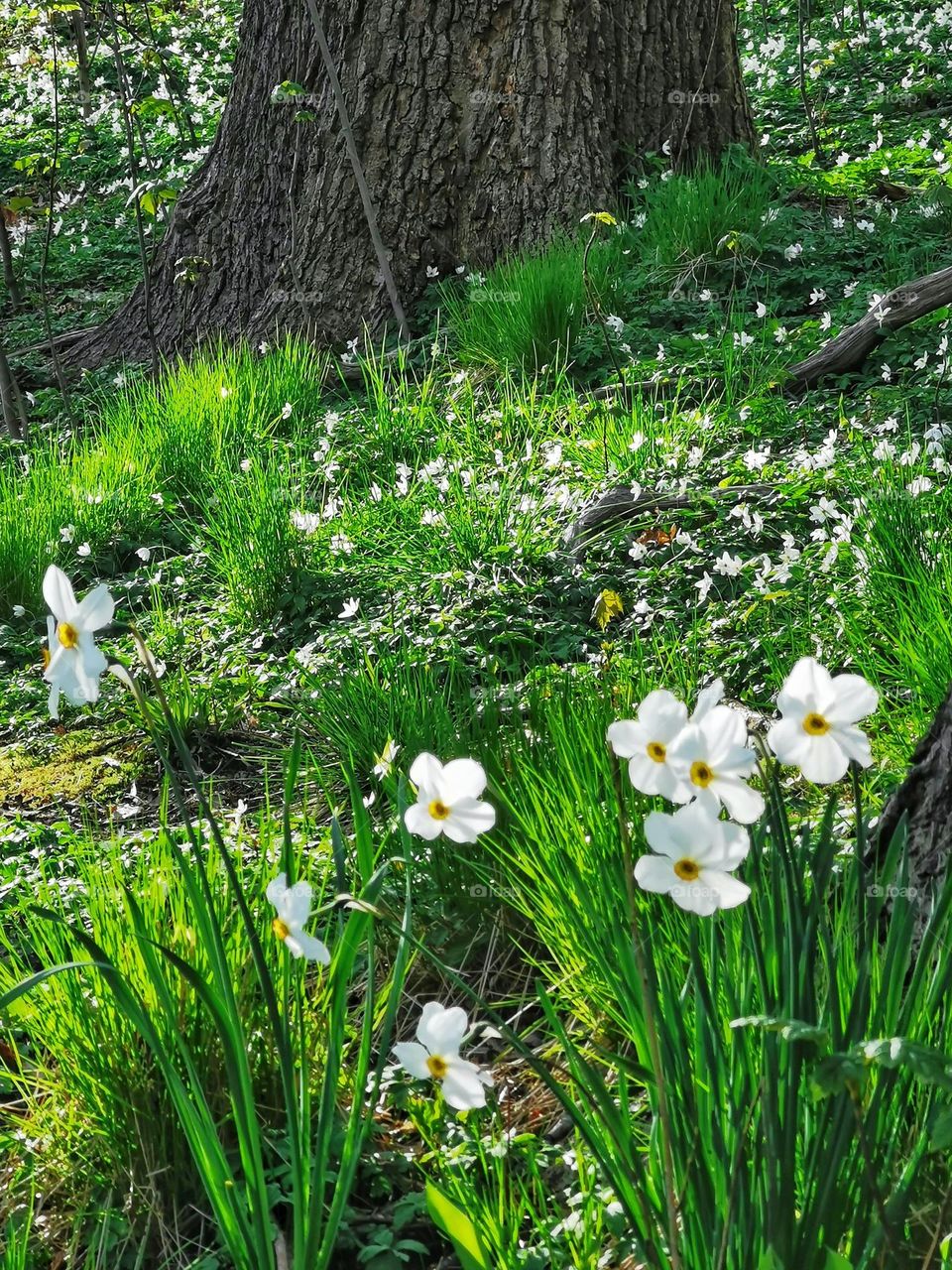 White anemones and poet's daffodils