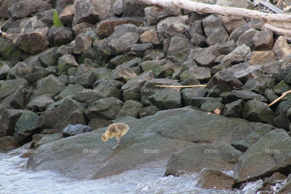 Tiny gosling on rock looking down into Hudson River 