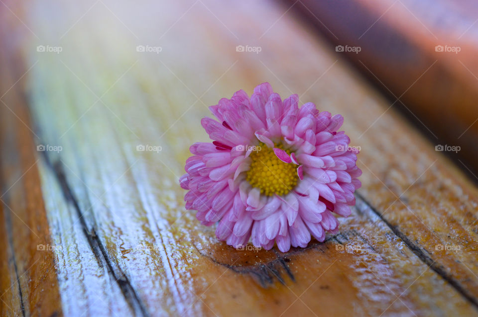 Flower on wood surface